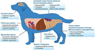 Effects of IV Fluids in Dogs and Cats With Kidney Failure